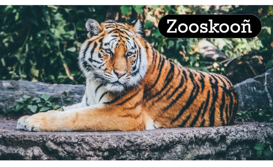Zooskooñ, Significance, Encounters & More 2 Zooskooñ